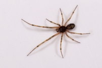 La Malmignatte des maisons. Un mle  (Araneae - Theridiidae - Steatoda triangulosa)